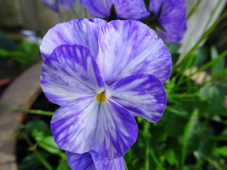 Blue pansy Photograph by Susan Baker
