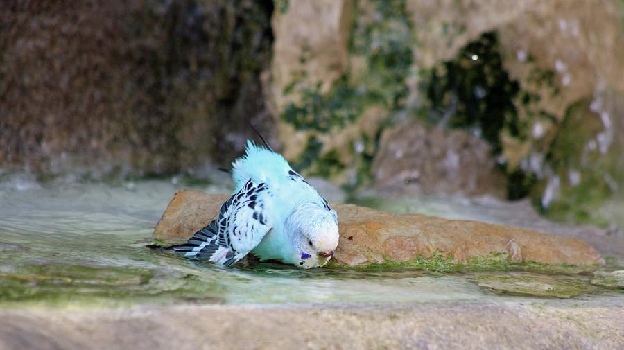 Blue Parakeet 02 - A Day At The Spa Photograph by Pamela Critchlow