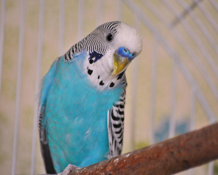 Blue Parakeet Photograph by Jai Johnson