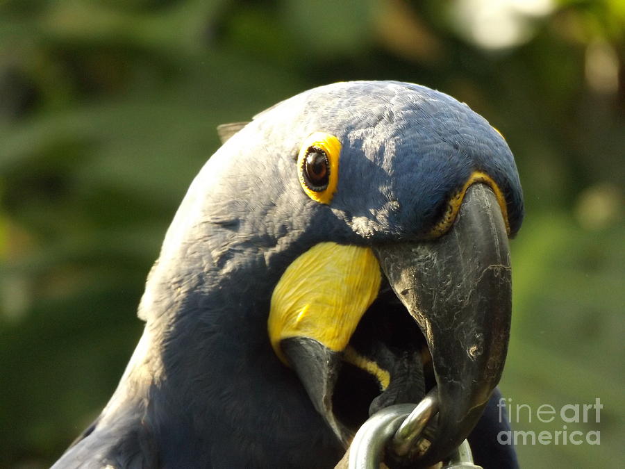 Blue Parrot Photograph by Erick Schmidt
