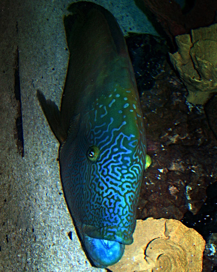 Blue Parrot Fish Photograph by Anthony Jones