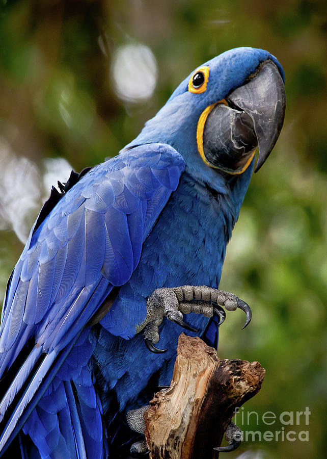 Wildlife Photograph - Blue Parrot by Kim Michaels