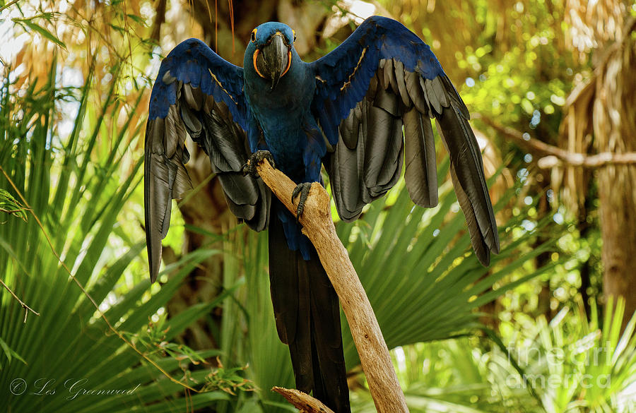 Blue Parrot Photograph by Les Greenwood