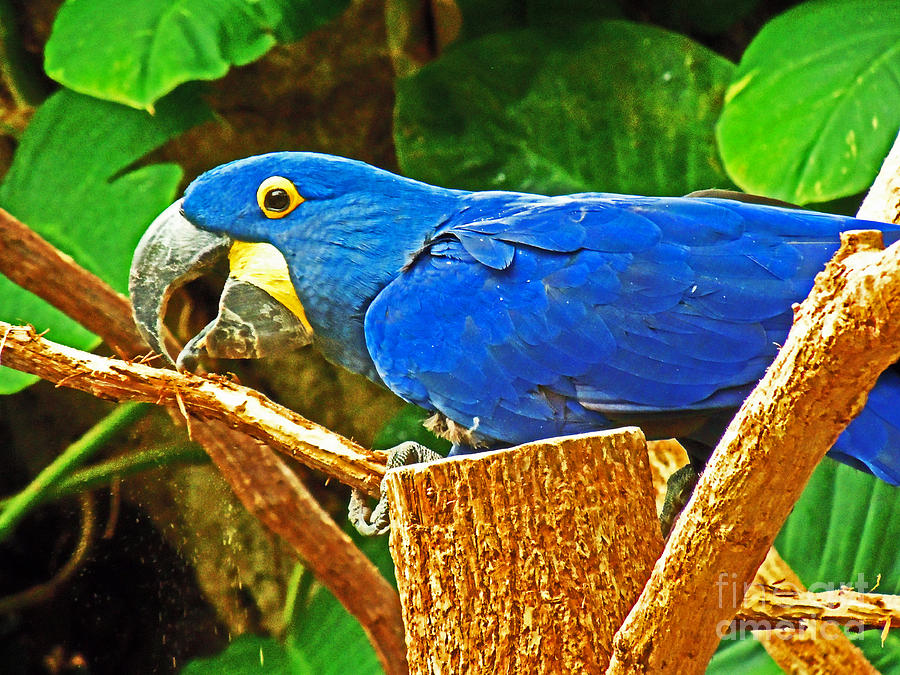 blue Parrot on Stump Photograph by David Frederick