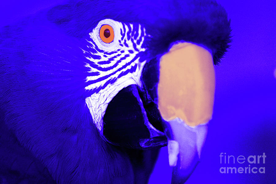 Blue Parrot  Photograph by Rich Collins