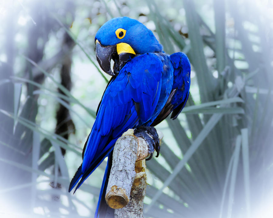 Parrot Photograph - Blue Parrot by Roger Wedegis