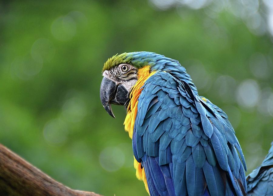 Blue Macaw Photograph by Ronda Ryan