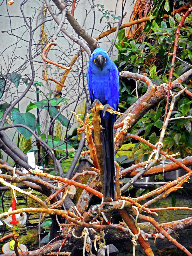 Blue Parrots 1 Photograph by Ron Kandt