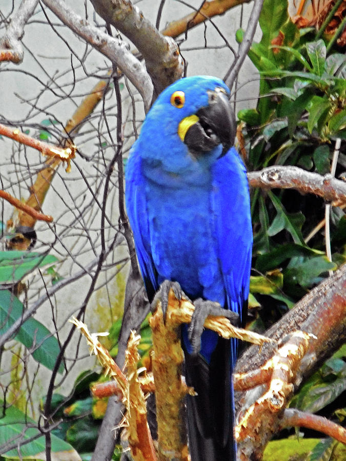 Blue Parrots 2 Photograph by Ron Kandt