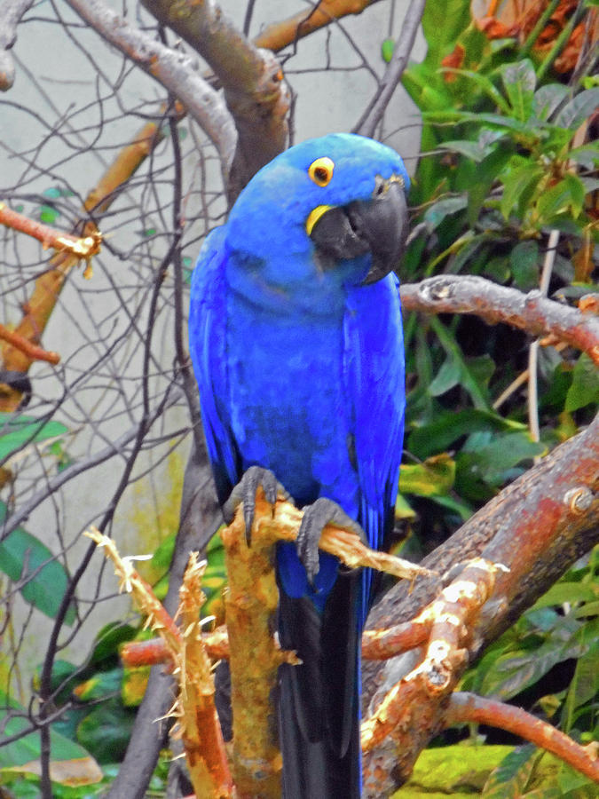 Blue Parrots 3 Photograph by Ron Kandt