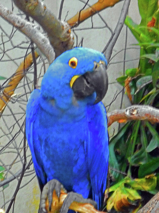 Blue Parrots 4 Photograph by Ron Kandt