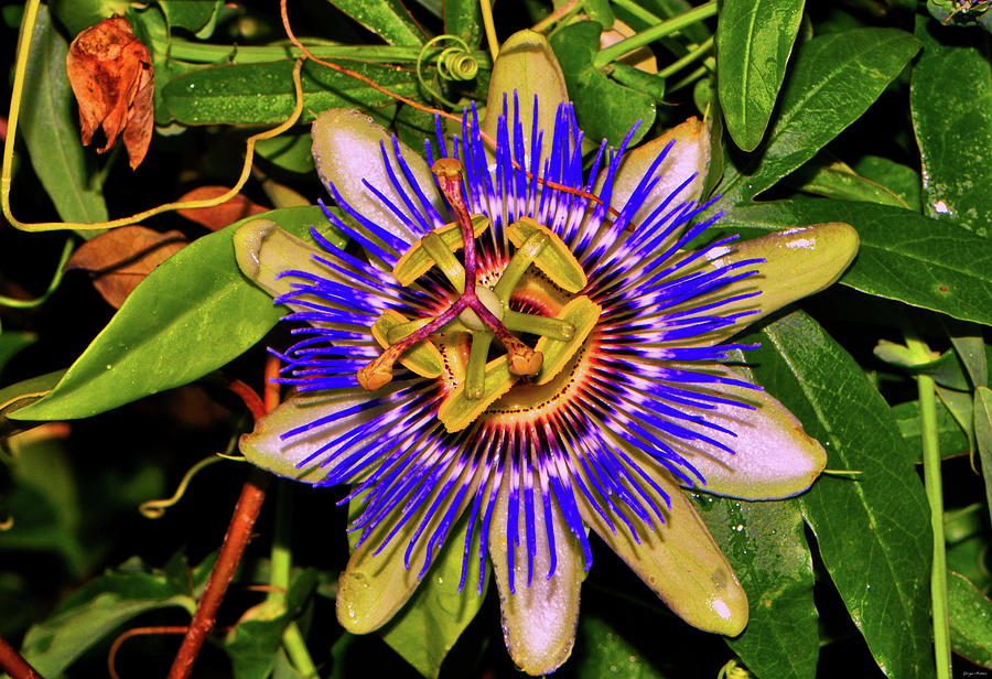 Blue Passion Flower 009 Photograph by George Bostian
