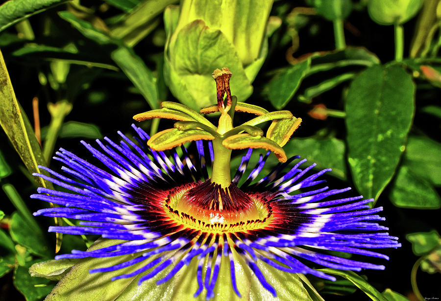 Blue Passion Flower 016 Photograph by George Bostian