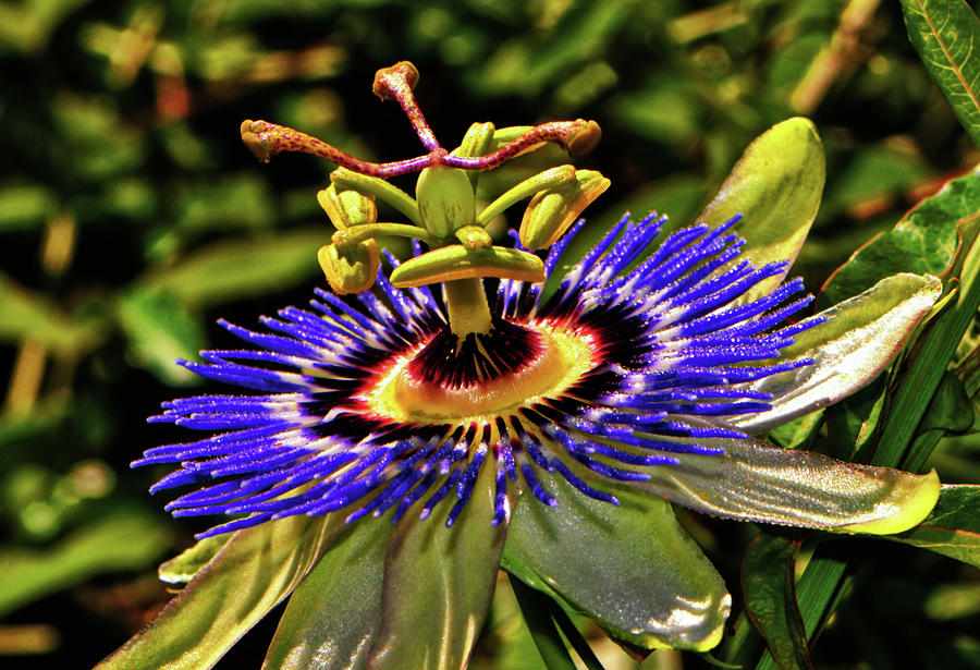 Blue Passion Flower 033 Photograph by George Bostian