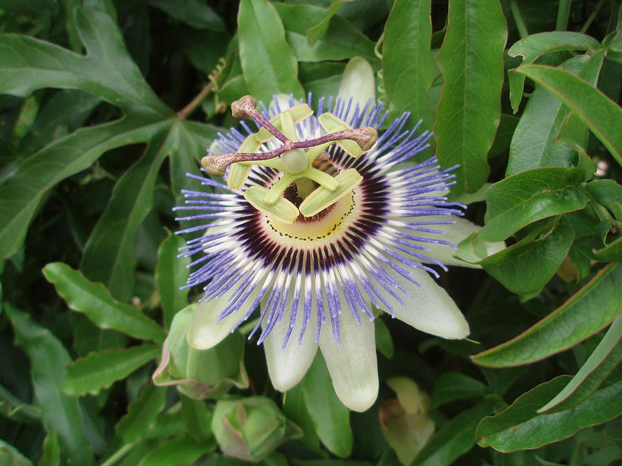 Blue Passion Flower Photograph by Allen Nice-Webb