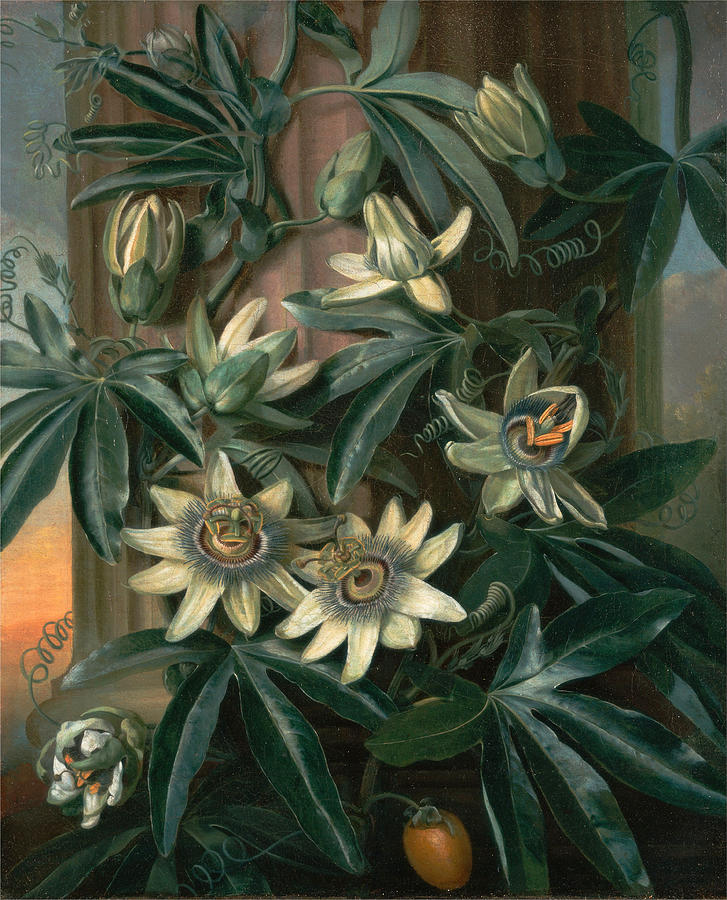 Blue Passion Flower for the  Temple of Flora by Robert Thornton Painting by Philip Reinagle