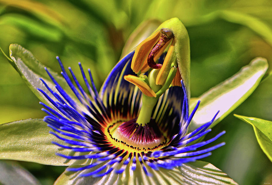 Blue Passion Flower - Still Opening 001 Photograph by George Bostian