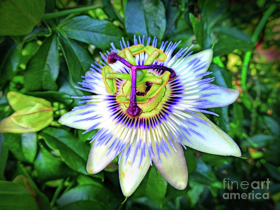 Blue Passion Flower Photograph by Sue Melvin