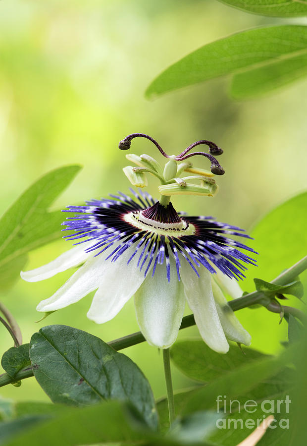 Blue Passion flower Photograph by Tim Gainey