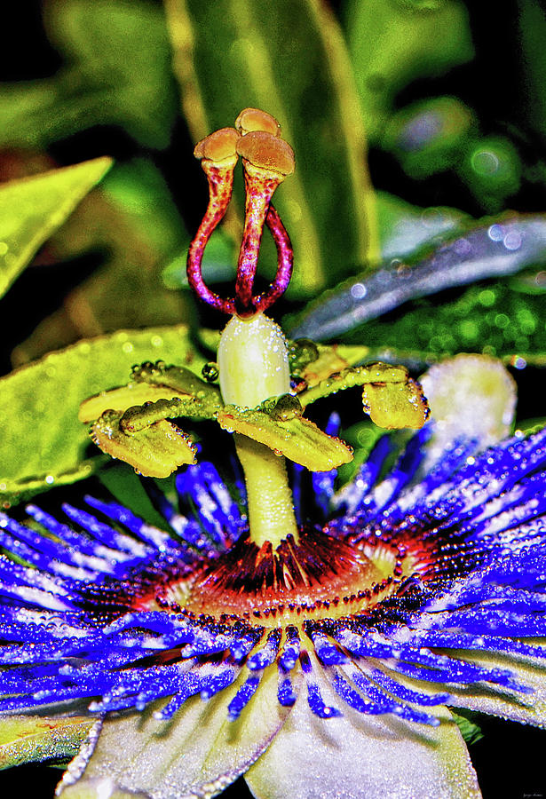 Blue Passion Flower With Raindrops 005 Photograph by George Bostian