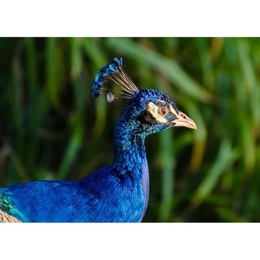 Peacock Photograph - #blue #peacock #animal #outdoor by Daniel Precht Photography
