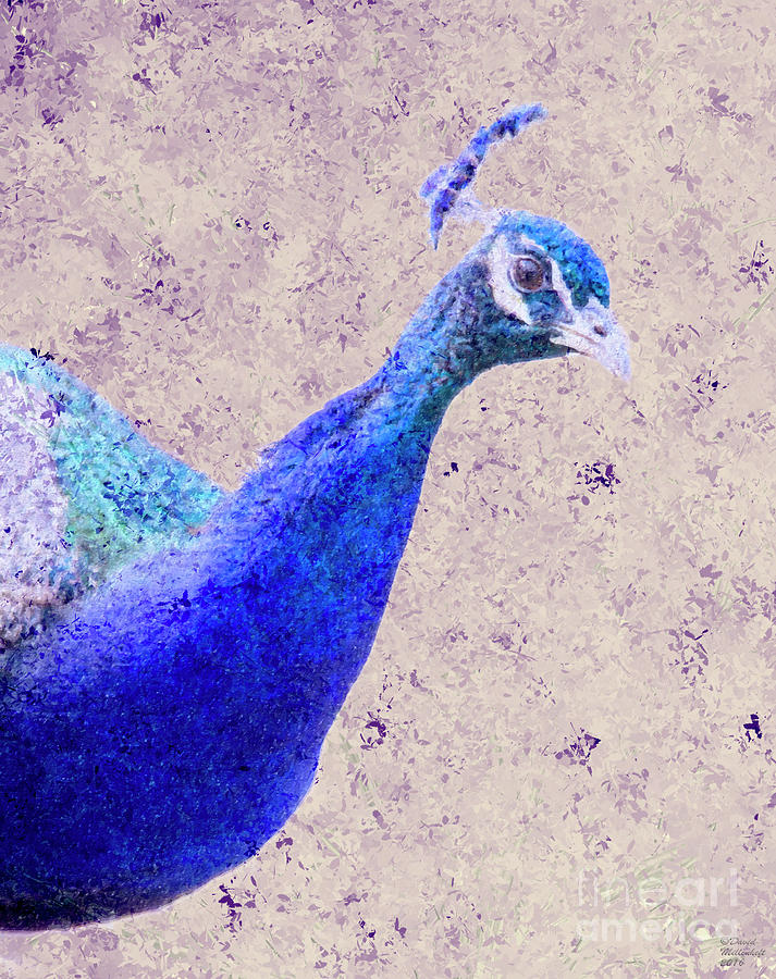 Blue Peacock Mixed Media by David Millenheft