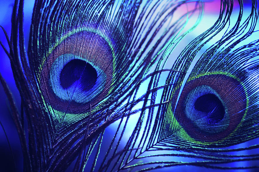 Blue Peacock Feathers by Jenny Rainbow