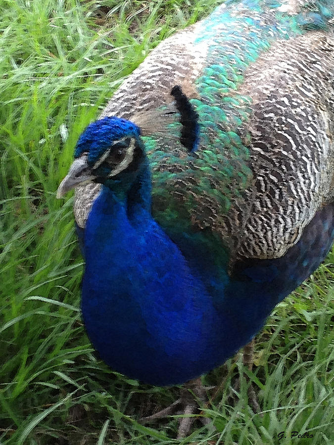 Blue Peacock Painting by George Pedro