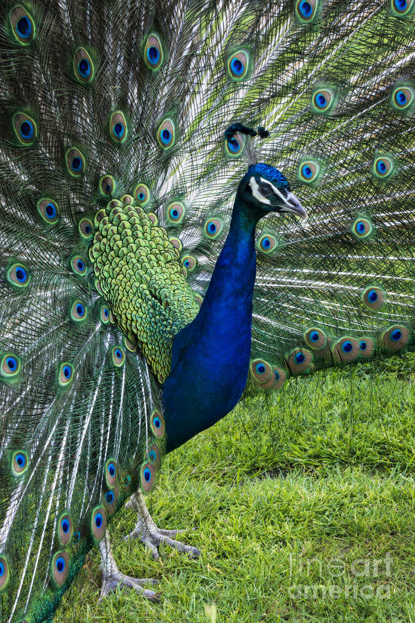 Blue Peacock Photograph by Inge Riis McDonald