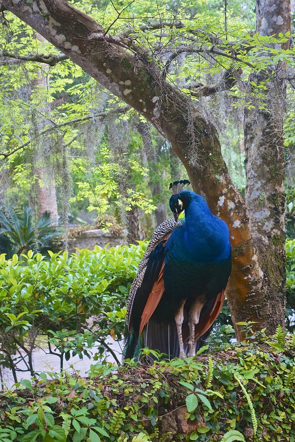 Blue Peacock Photograph