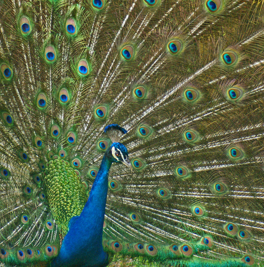 Blue Peacock up close Photograph by Maria Keady - Fine Art America