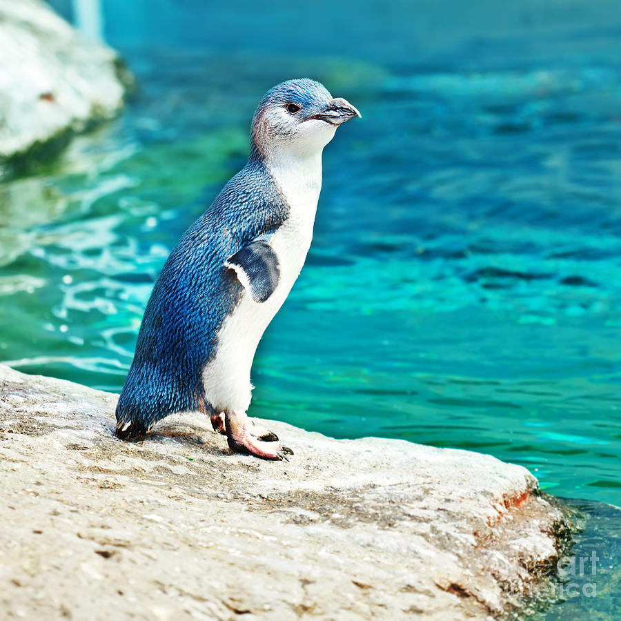 Blue penguin Photograph by MotHaiBaPhoto Prints