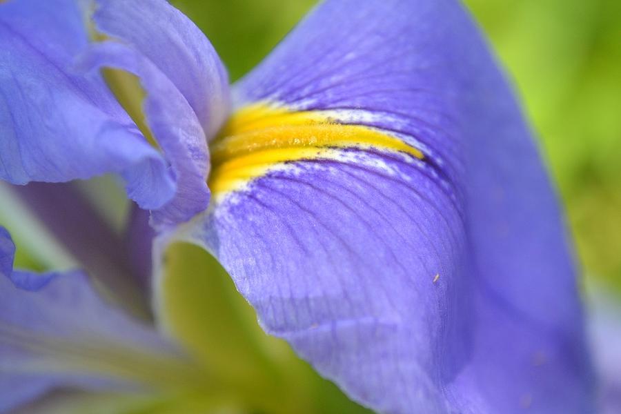Blue Petal Photograph by Jeannie Marie Sloan