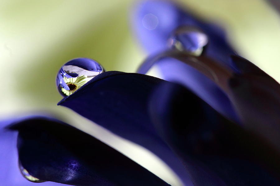 Blue Petals Photograph by Angela Murdock
