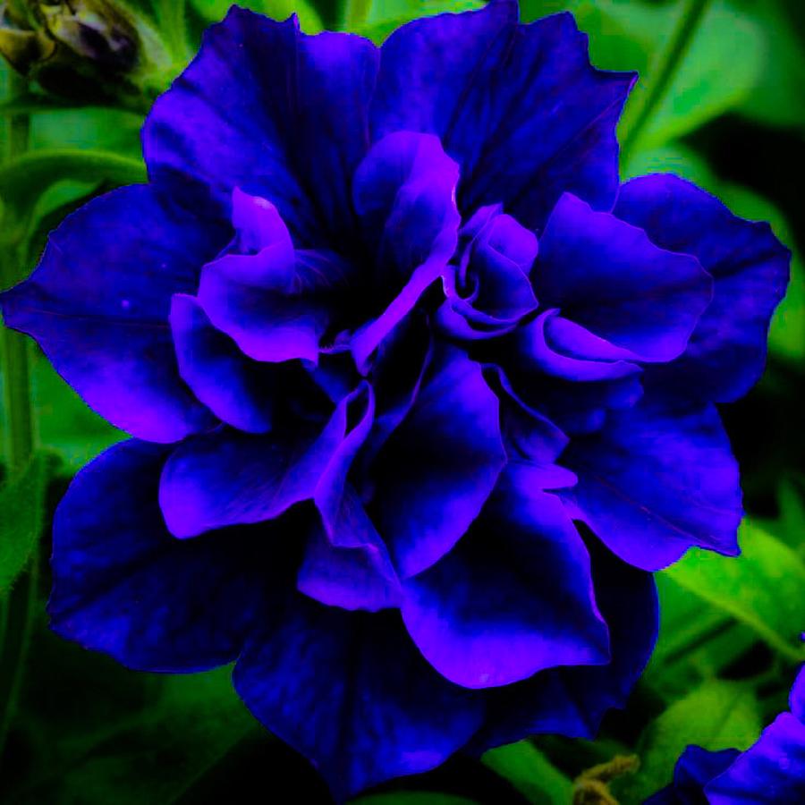 Blue Petunia Digital Art by Gayle Price Thomas