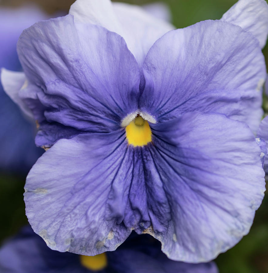 Nature Photograph - Blue Petunia by Tom Horsch Photography