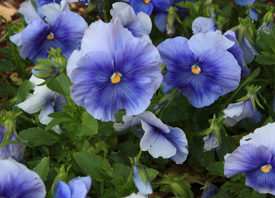 Blue Petunias Photograph by Angela Comperry