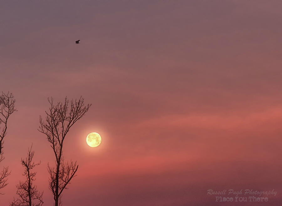 Blue Moon Photograph - Blue Pink Moon by Russell Pugh