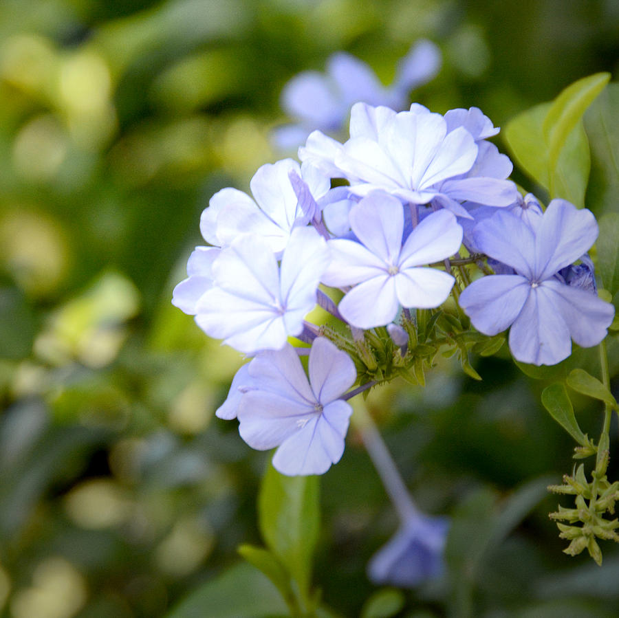 Blue Plumbago Photograph by Marites Reales