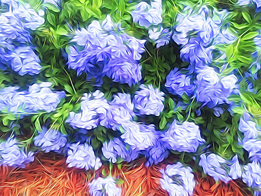 Blue Plumbago Blossoms Abstract Photograph