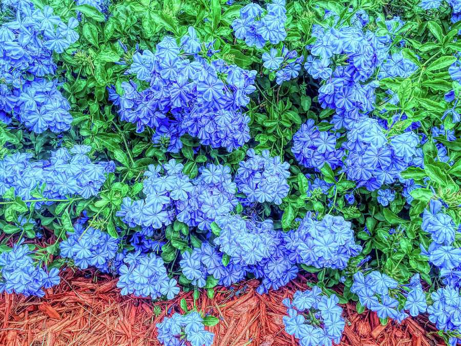 Blue Plumbago Blossoms Bright Photograph