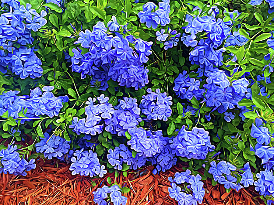 Blue Plumbago Blossoms Expressionalism Photograph by Aimee L Maher ALM GALLERY