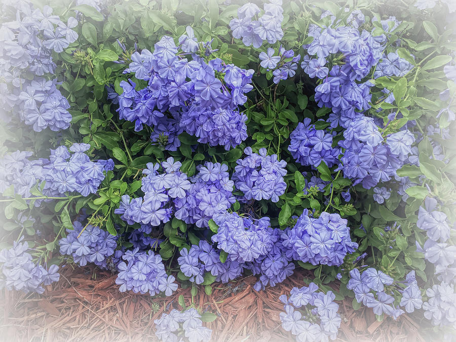 Blue Plumbago Blossoms Faded Vignette Photograph