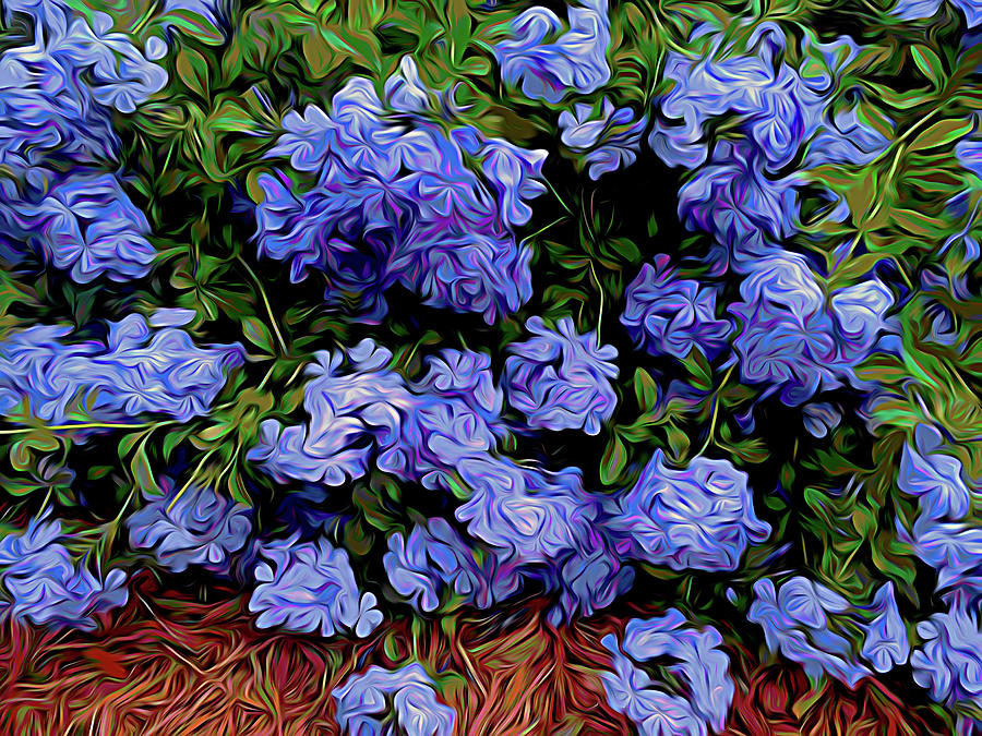 Blue Plumbago Blossoms Graphic Photograph