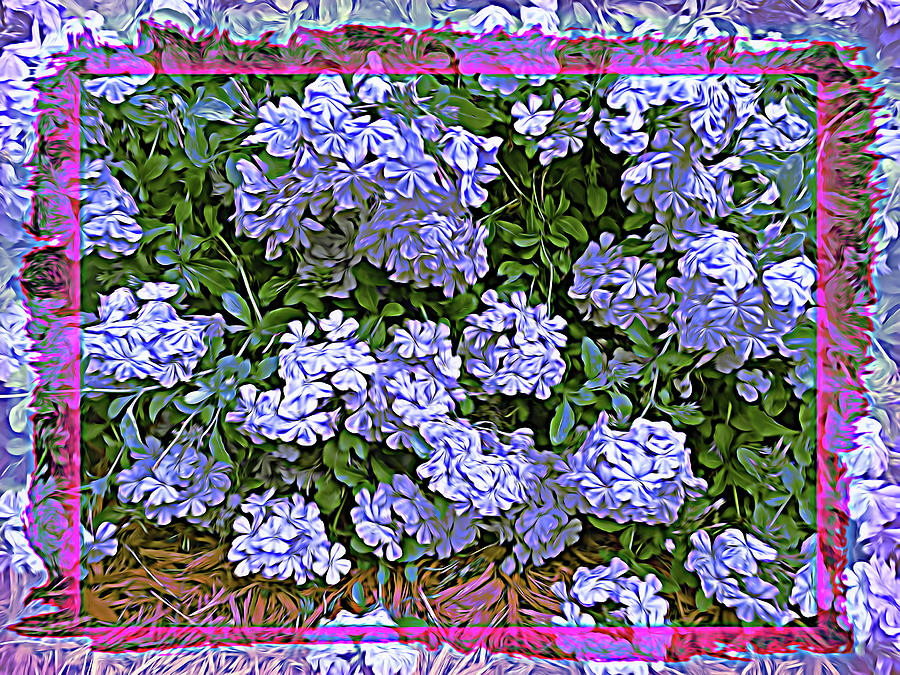 Blue Plumbago Blossoms Wild Flower Photograph