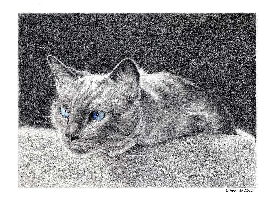 Blue Point Beauty Drawing by Louise Howarth