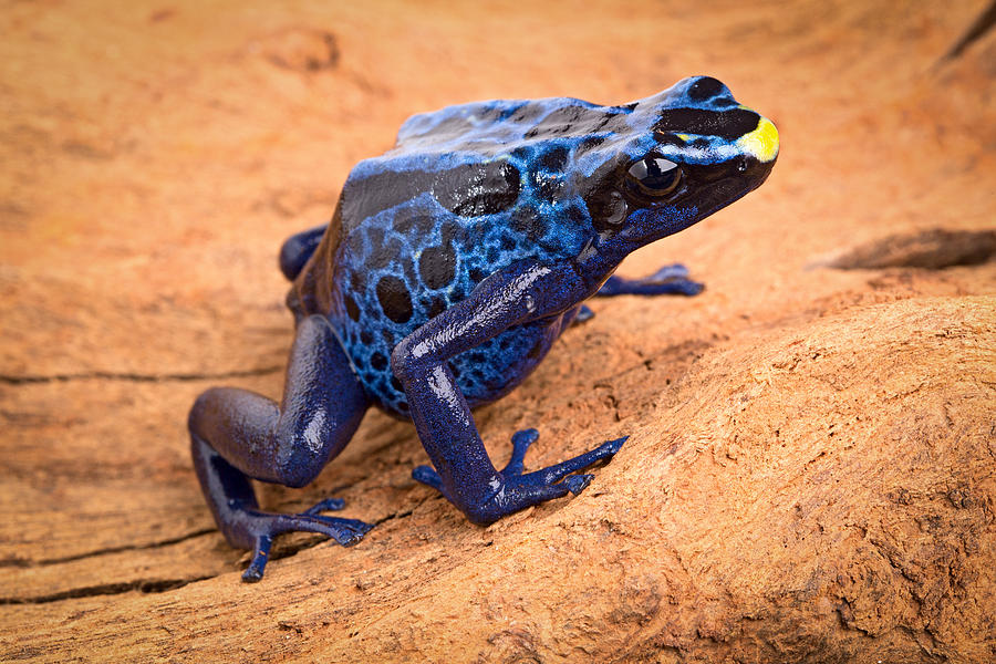 Blue Poison Arrow Frog Photograph by Dirk Ercken