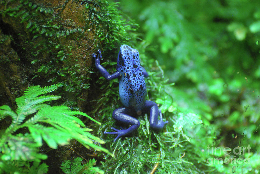 Blue Poison Arrow Frog on a Wet Log Photograph by DejaVu Designs