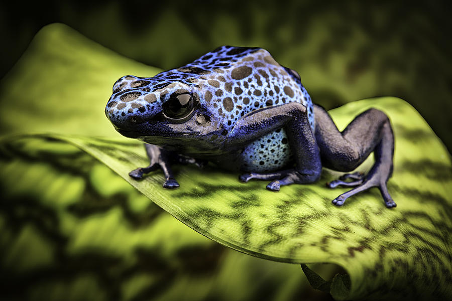 Blue Poison Dart Frog Amazon Rain Forest Photograph by Dirk Ercken