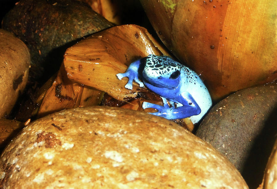 Blue Poison Dart Frog Photograph by Anthony Jones